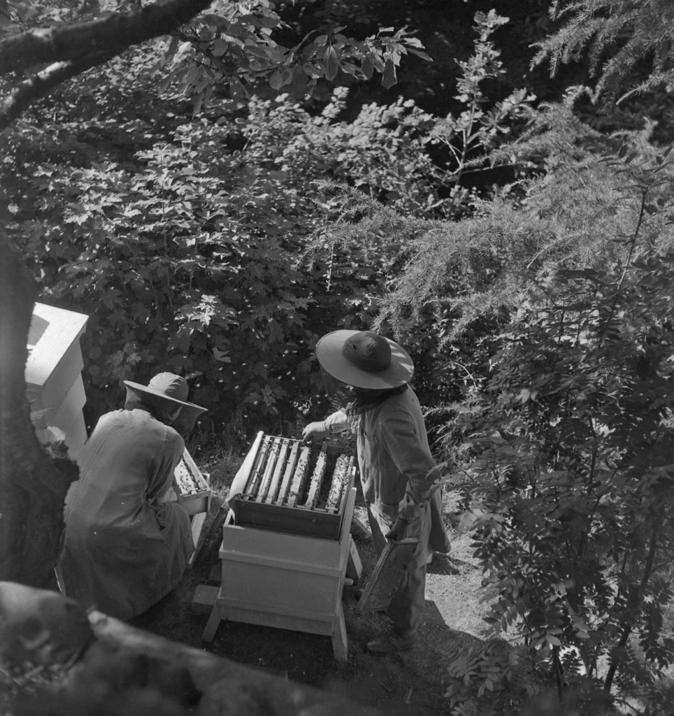 Llun du a gwyn o ddau wenynwr mewn gwisg lawn yn cynaeafu mêl o gychod gwenyn mewn lleoliad coetiroedd, tra bod gwenyn hofran o'u cwmpas.